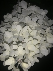 Magnoliopsida