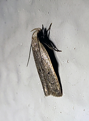 Inga obscuromaculella