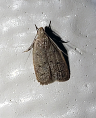 Inga obscuromaculella