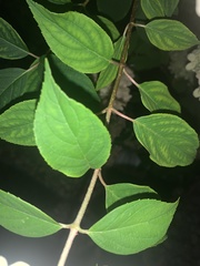 Magnoliopsida