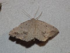 Taxeotis perlinearia