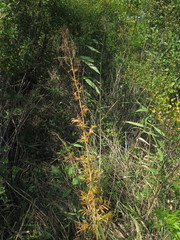 Thalictrum amurense