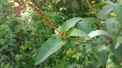 Croton adspersus