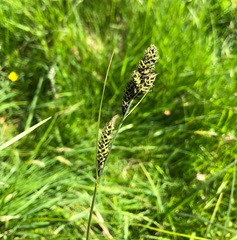 Carex hartmanii