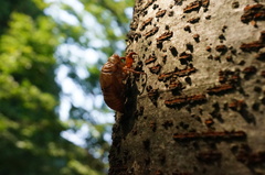 Hyalessa maculaticollis