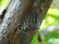 Hamadryas feronia farinulenta