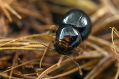Notolioon maculatipes