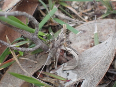 Oligodectes longicercus