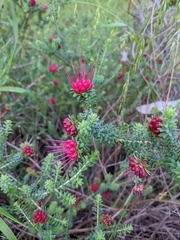 Darwinia oldfieldii