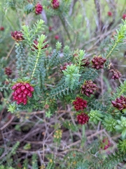 Darwinia oldfieldii