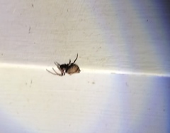 Socca pustulosa