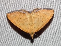 Chrysolarentia correlata