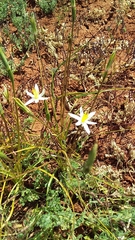Pauridia serrata albiflora