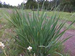 Iris lactea biglumis