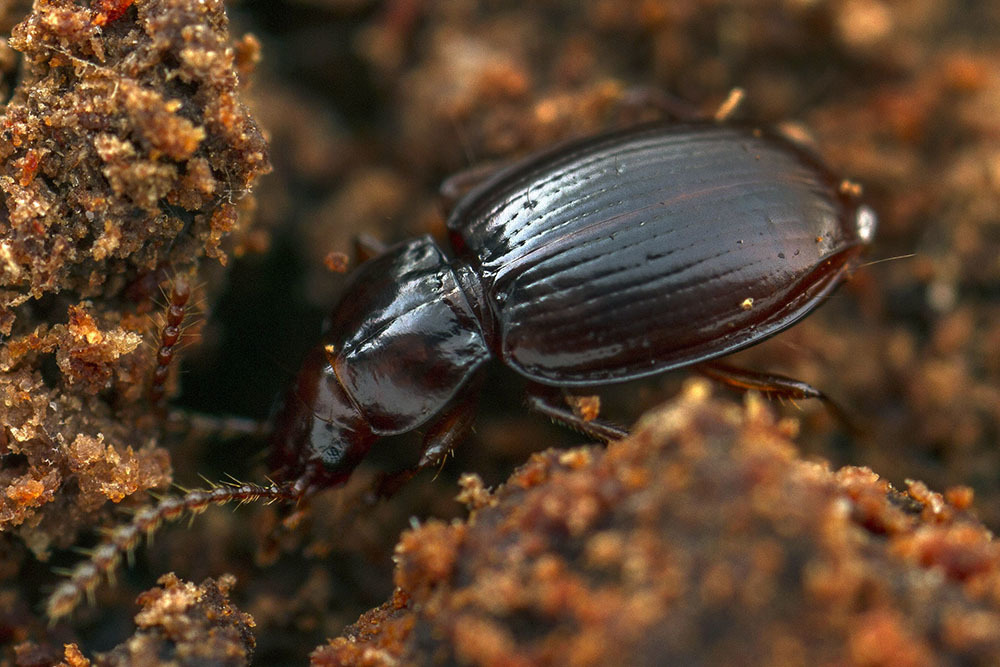 Pterocyrtus