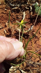 Pauridia serrata albiflora