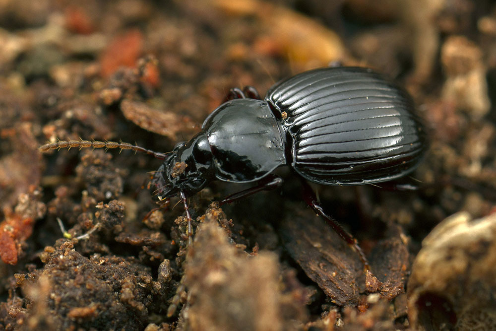 Tropopterina
