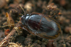Stichonotus leai