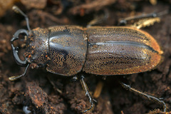 Lissotes cornutus