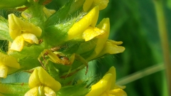 Misumenoides
