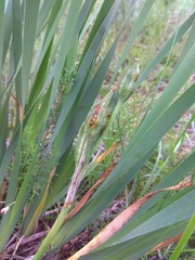 Iris lactea biglumis