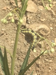 Danaus chrysippus