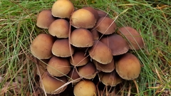 Hypholoma fasciculare