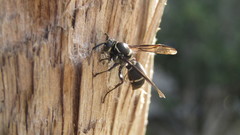 Pseudopolybia compressa