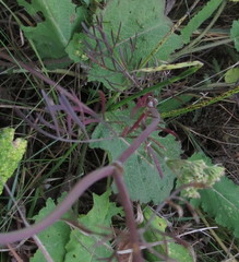 Seseli annuum