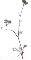 Seseli annuum