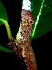 Draco spilopterus