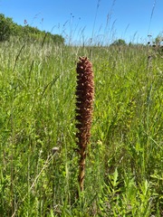 Orobanche elatior