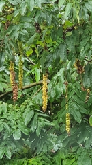 Pterocarya fraxinifolia