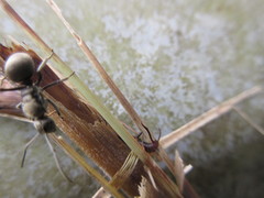 Polyrhachis wolfi