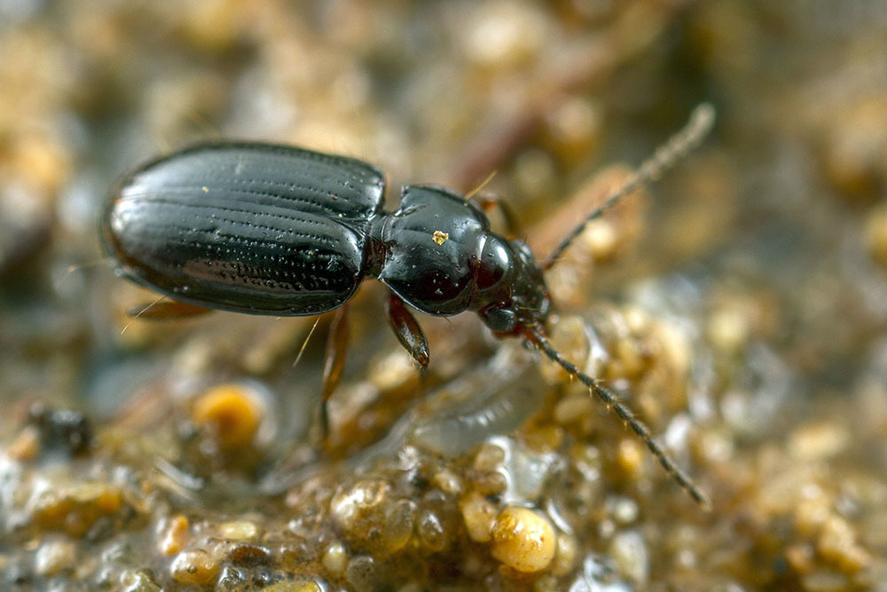 Trechobembix