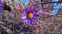 Senecio multibracteatus
