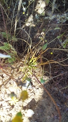 Cyanella alba