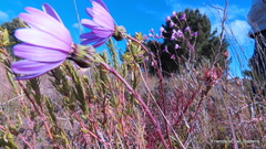 Senecio multibracteatus