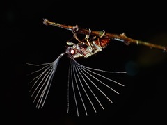 Callirhipis marmorea