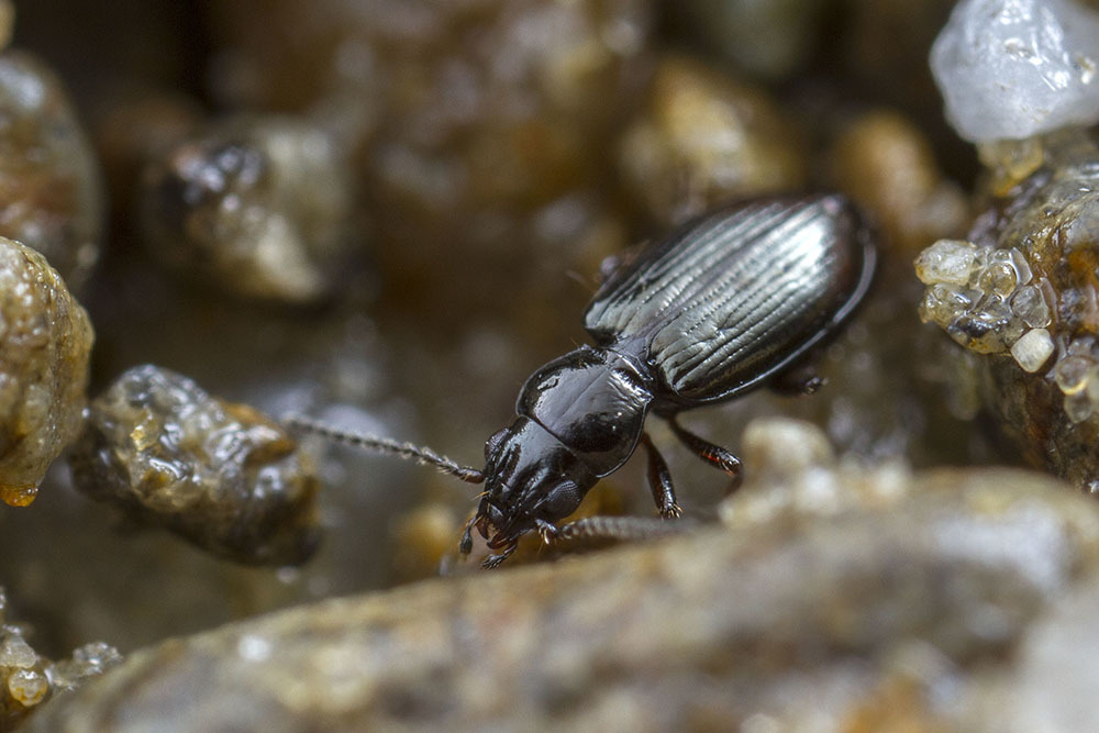 Tasmanitachoides