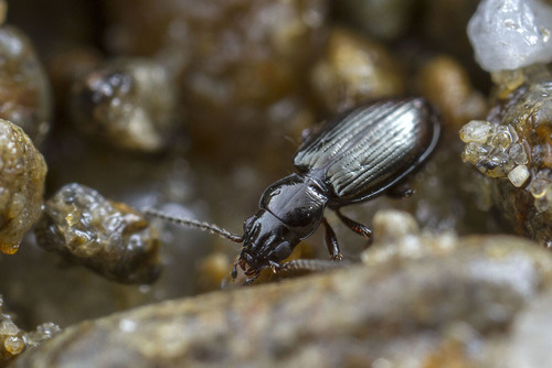 Tasmanitachoides