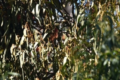 Amyema pendula pendula