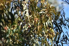 Amyema pendula pendula