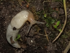 Deroceras reticulatum