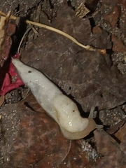 Deroceras reticulatum