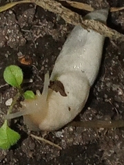 Deroceras reticulatum
