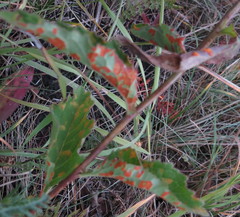 Coleosporium campanulae