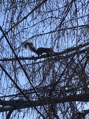 Sciurus carolinensis