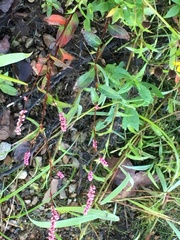 Persicaria cespitosa