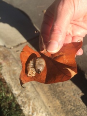 Dynastes tityus